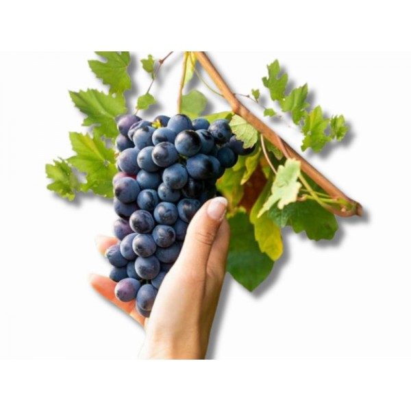 Black Grapes 500 g