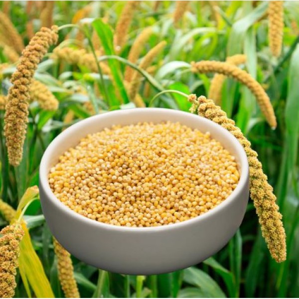 Organics Foxtail Millet Rice 500 g