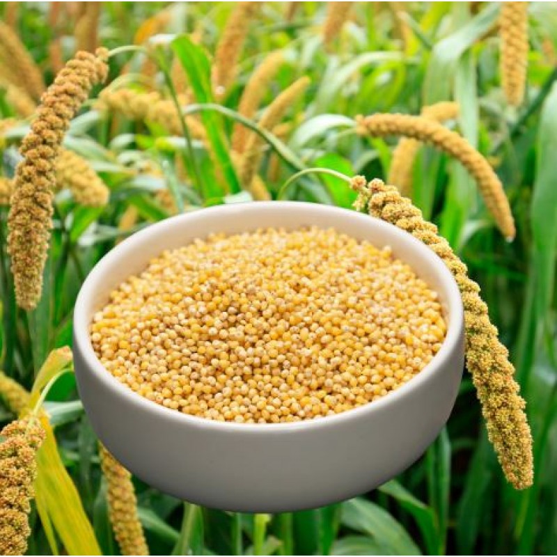 Organics Foxtail Millet Rice 500 g
